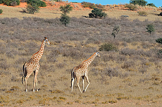 长颈鹿,雄性,雌性,走,干草,卡拉哈迪大羚羊国家公园,北开普,南非,非洲