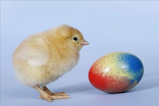 幼禽,复活节彩蛋