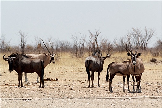 南非大羚羊,羚羊,角马,非洲,灌木