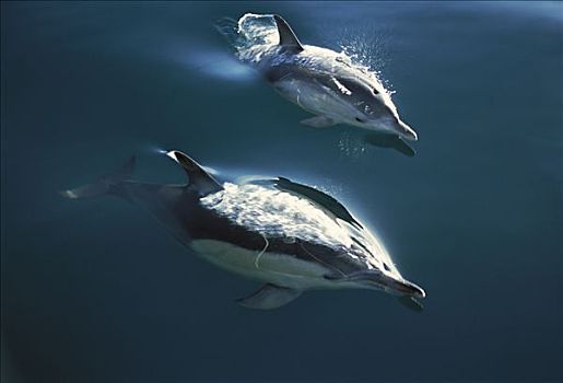 常见海豚,真海豚,一对,跳跃,金色,南岛,新西兰