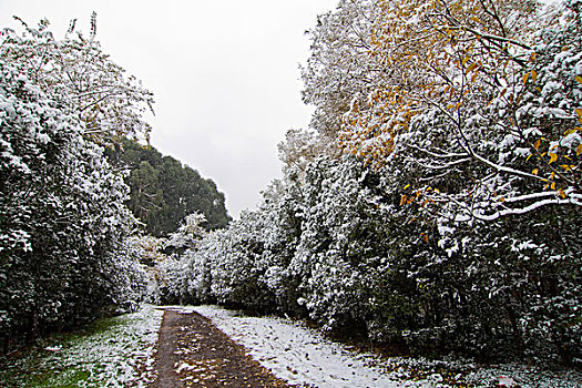 昆明校园雪景