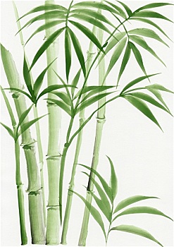水彩画,棕榈树,竹子