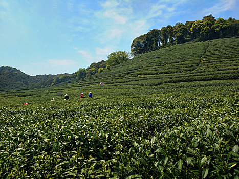 茶园,风景,绿茶,基地,旅游,踏青