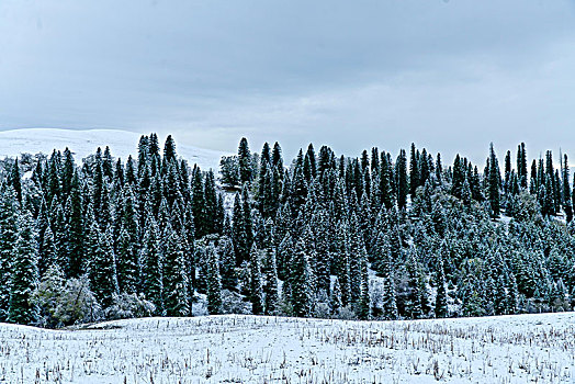 那拉提牧场雪景