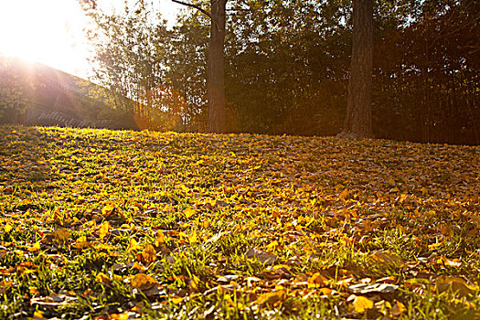 秋天黄色的银杏叶落在绿色的草地上