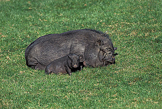 母猪,小猪,卧,草地