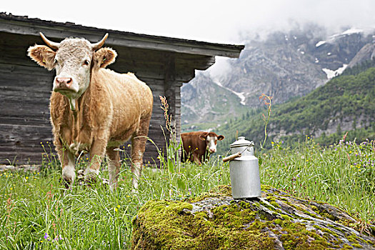 母牛,瑞士
