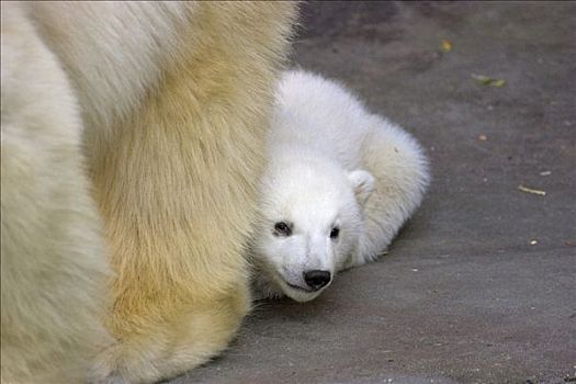 北极熊,幼兽,一个,两个,相似,新生,十二月,2007年,美泉宫,动物园,维也纳,奥地利,欧洲