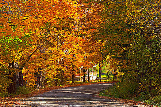 秋色,乡间小路,萨顿,连通,魁北克,加拿大