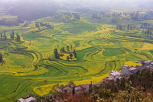 云南罗平油菜花田园风光