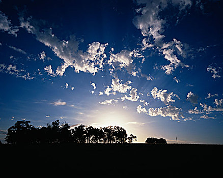 日出,后面,树,澳大利亚