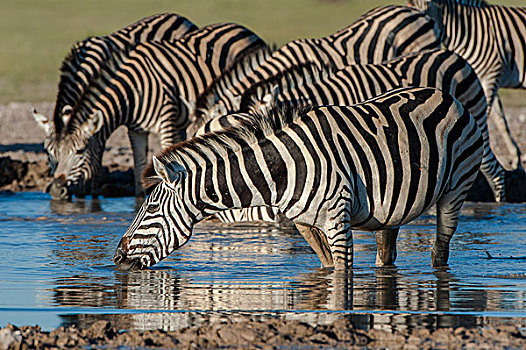 斑马,水坑,国家公园,博茨瓦纳,非洲