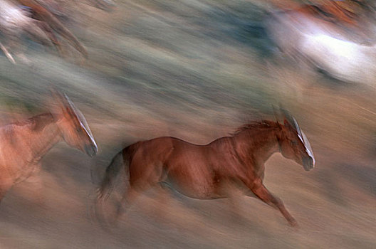 马,驰骋,模糊,动物,哺乳动物,牧群,赛马,区域,移动,概念,力量,能量,速度,马力