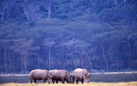 照片,三个,白色,犀牛,非洲