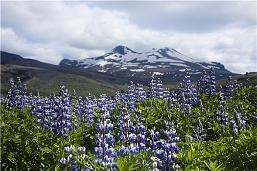 冰岛,花