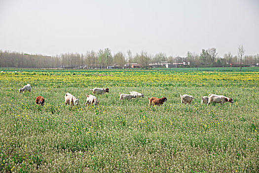 春天牧羊