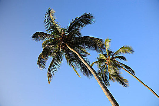 椰树,椰,桑给巴尔岛,坦桑尼亚,非洲