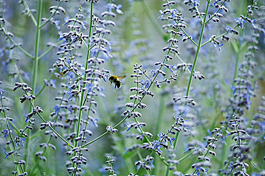 蜜蜂,地点,薰衣草