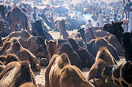普什卡,骆驼,一个,市场,亚洲,拉贾斯坦邦,印度