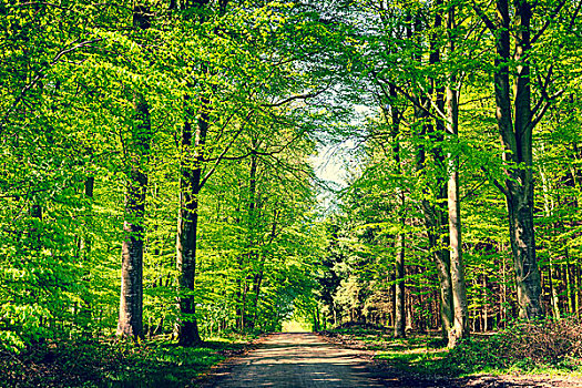 道路,绿色,山毛榉,树林,春天