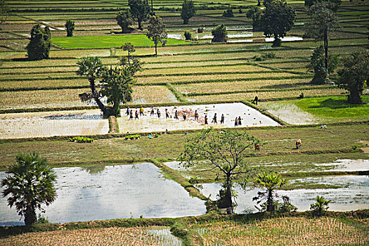 稻米,农场,收获,柬埔寨