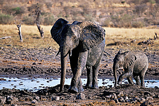 非洲象,水潭,非洲