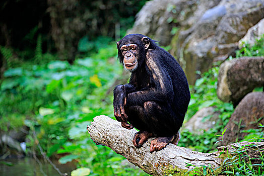 黑猩猩,鹪鹩,亚成体,坐在树上,树干,俘获,中间,非洲