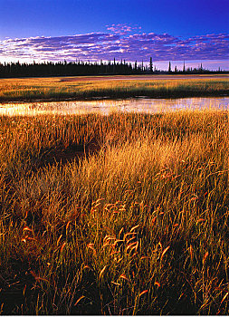 盐,溪流,黎明,伍德布法罗国家公园,艾伯塔省,加拿大
