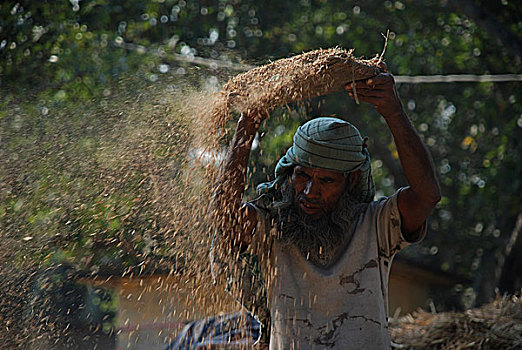农民,稻田,乡村,稻米,处理,地点,库尔纳市,孟加拉,十二月,2007年