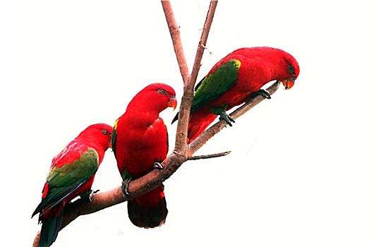 三个,红色,鸟,枝条