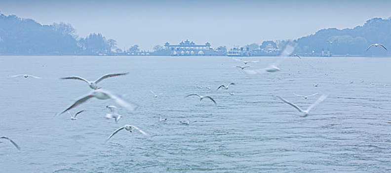 无锡太湖鼋头渚上海鸥飞翔游船窗梭