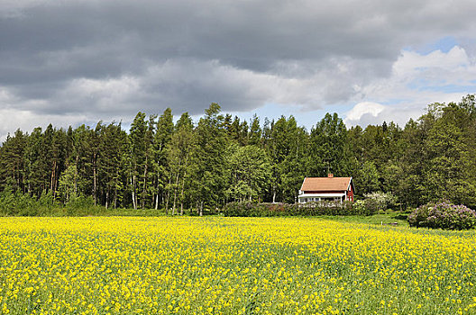 油菜地,瑞典