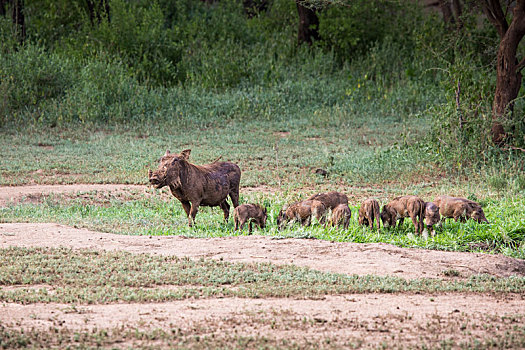 疣猪,靠近,水潭,塔兰吉雷国家公园,坦桑尼亚