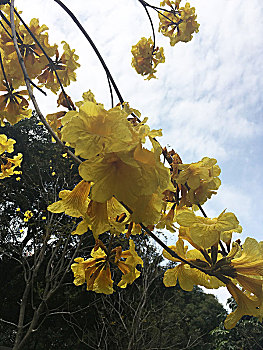 广州黄花岗,黄花