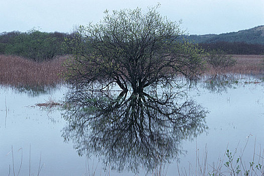 抓住,水,树