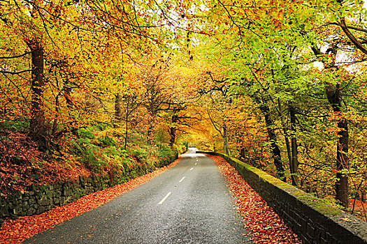 道路,秋天,树,西约克郡