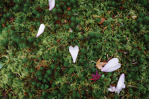 落在,苔藓,地上,白色,花瓣,枫叶