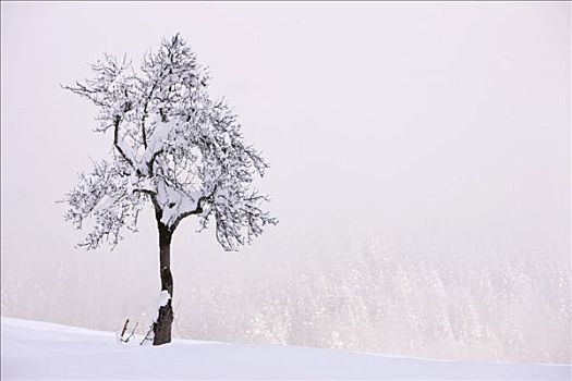积雪,孤单,站立,树,雾,山谷,克恩顿州,奥地利,欧洲