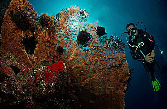潜水,海扇,自由,残骸,巴厘岛,印度尼西亚