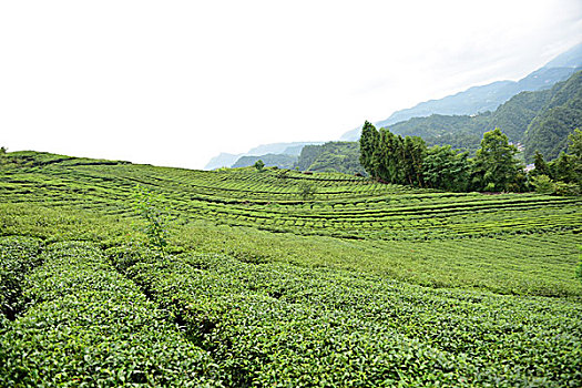 茶园美景