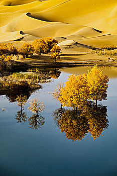 沙漠水胡杨