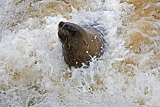 毛海狮,雌性,玩,波浪,克罗斯角,纳米比亚