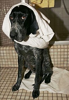 德国短毛指示犬,坐,浴室,毛巾,头部
