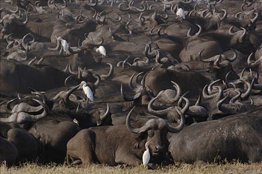 南非水牛,非洲水牛,牧群,休息,牛背鹭,非洲