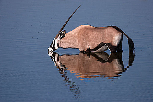 南非大羚羊,羚羊,喝,水坑,埃托沙国家公园,纳米比亚,非洲