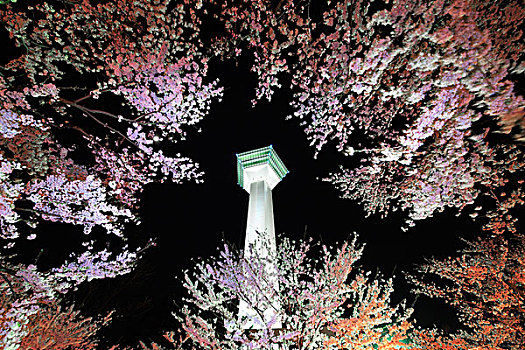 北海道,夜景,樱桃树,塔