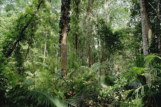 低,热带雨林,国家公园,泰国