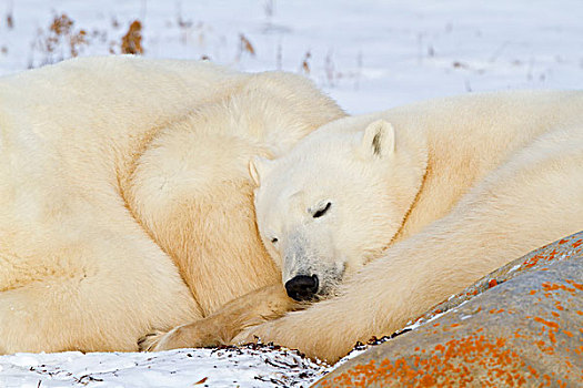 北极熊,幼兽,睡觉,靠近,丘吉尔市,野生动物,管理,区域