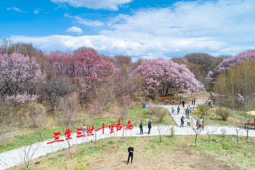 兴凯湖立夏杏花开