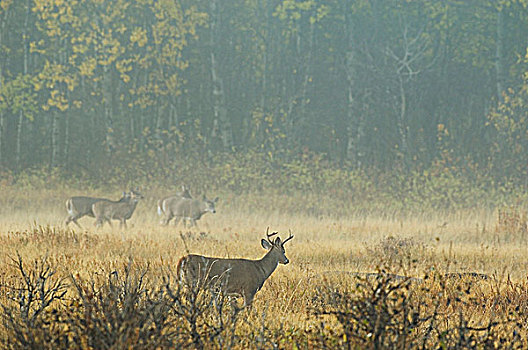 白尾鹿,成年,薄雾,天气,雄性,区域,雌性,幼兽,瓦特顿湖国家公园,西南方,艾伯塔省,加拿大